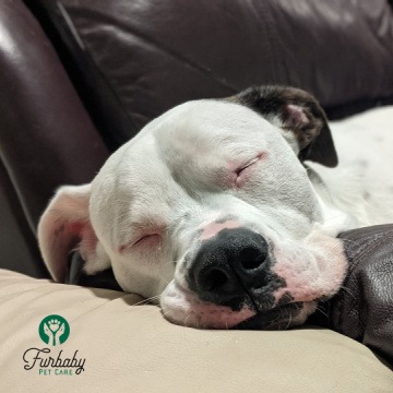 Beau's catching up on sleep at Furbaby!