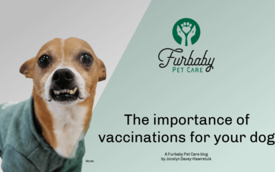 “Healthy Hounds: Why up-to-date vaccinations are a must for stays at Furbaby Pet Care”
