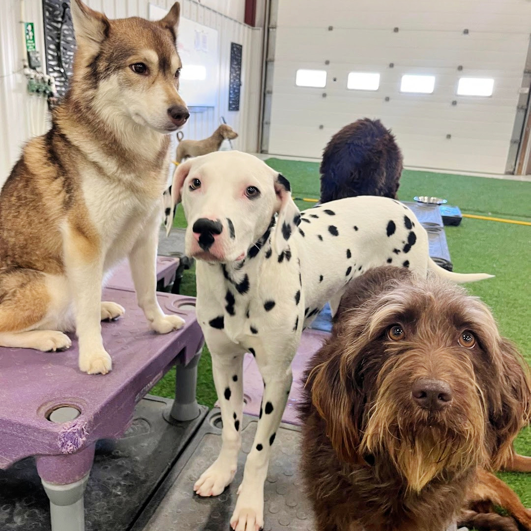 3 large dogs enjoying doggie daycare at Furbaby