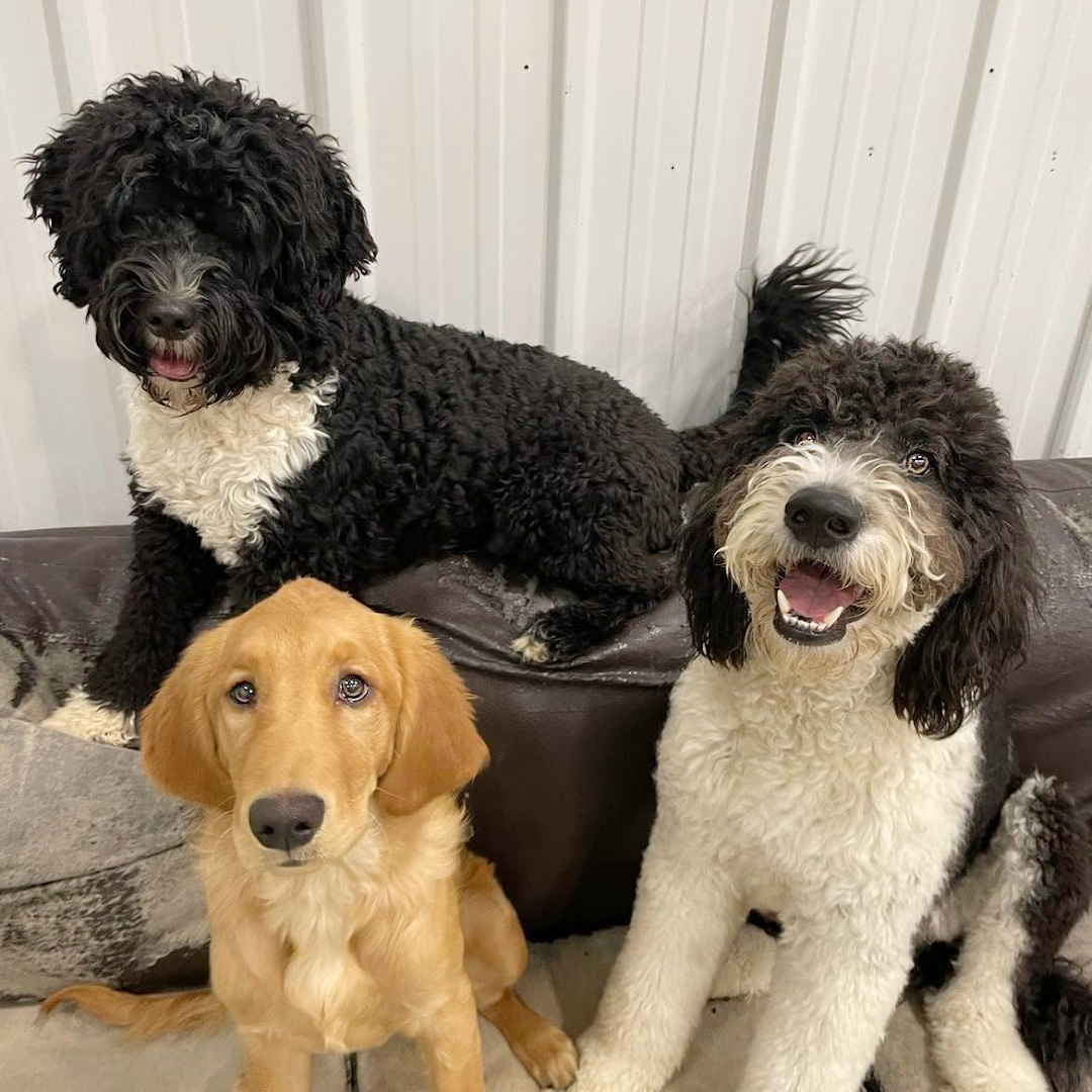 three happy dogs at Furbaby 