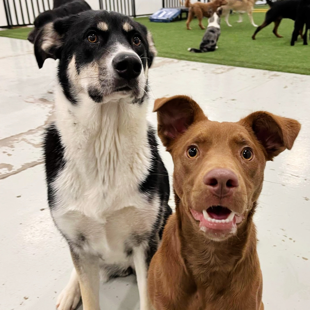 dogs looking like they are asking a question at pet care doggie daycare 