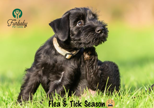 Early Prevention is Key for Flea and Tick Season in Saskatoon